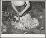 Tying feet of goat with leather strap before shearing. Kimble County, Texas