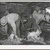 Shearing goats on ranch in Kimble County, Texas
