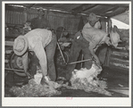 Shearing goats on ranch in Kimble County, Texas
