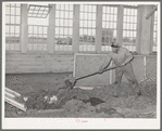 Workman at wool scouring plant pushing wool into hopper which feeds scouring machine on floor below. San Marcos, Texas