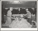 Workers removing scoured and dried wool from machine. Wool scouring plant, San Marcos, Texas
