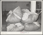 Freshly scoured and dried wool at wool scouring plant. San Marcos, Texas
