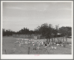Kids in fenced enclosure in front of stockade. Ranch in Sutton County, Texas