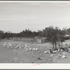 Kids in fenced enclosure in front of stockade. Ranch in Sutton County, Texas