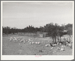 Kids in fenced enclosure in front of stockade. Ranch in Sutton County, Texas