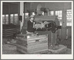 Workman feeding raw wool into machine which removes loose dust and dirt and burs. Wool scouring plant, San Marcos, Texas