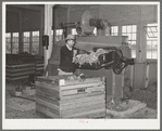 Workman feeding raw wool into machine which removes loose dust and dirt and burs. Wool scouring plant, San Marcos, Texas