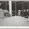 Pile of raw wool after it has been through dust and dirt removing machine. Wool scouring plant, San Marcos, Texas