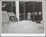 Pile of raw wool after it has been through dust and dirt removing machine. Wool scouring plant, San Marcos, Texas