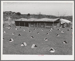 Kids in individual shelters. These shelters can be turned to protect kids from cold winds or too hot sun. Kids are tied to wire which is strung near the shelter. Ranch, Kimble County, Texas
