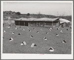 Kids in individual shelters. These shelters can be turned to protect kids from cold winds or too hot sun. Kids are tied to wire which is strung near the shelter. Ranch, Kimble County, Texas