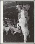 Shearer lifting goat just after he has been shorn to get him out of the way. Kimble County, Texas