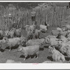 Goats in pen before shearing. Ranch in Kimble County, Texas