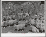 Goats in pen before shearing. Ranch in Kimble County, Texas