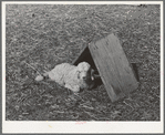 Kid in front of individual shelter on ranch in Kimble County, Texas