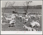 Freshly sheared goats on ranch in Kimble County, Texas