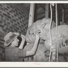 Marking identification number of owner on a sack of mohair in the warehouse of the Kimble Wool and Mohair Company. Junction, Texas