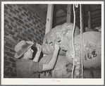 Marking identification number of owner on a sack of mohair in the warehouse of the Kimble Wool and Mohair Company. Junction, Texas