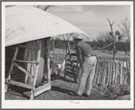 Shorn goats being released from shearing pen of the ranch of a rehabilitation borrower in Kimble County, Texas