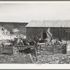 Goat shearing in Kimble County, Texas