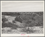 Rocky, hilly terrain spotted with scrub oak and cedar trees. Kimble County, Texas