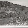 Low trees and driftwood along the banks of the Llano River in Kimble County, Texas. This river is subject to fierce floods as is indicated by slanted growth of the trees