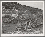 Low trees and driftwood along the banks of the Llano River in Kimble County, Texas. This river is subject to fierce floods as is indicated by slanted growth of the trees