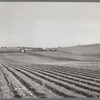 Cultivated land in Bexar County, Texas. This is in the cotton section