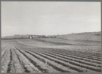 Cultivated land in Bexar County, Texas. This is in the cotton section