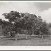 Spanish moss on the trees in the lowlands of Refugio County, Texas