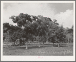 Spanish moss on the trees in the lowlands of Refugio County, Texas