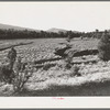 Gullies spreading in overgrazed pasture in the mountains in Bernalillo County, New Mexico. This bunch grass is also characteristic of overgrazed land in this section