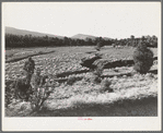 Gullies spreading in overgrazed pasture in the mountains in Bernalillo County, New Mexico. This bunch grass is also characteristic of overgrazed land in this section