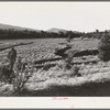 Gullies spreading in overgrazed pasture in the mountains in Bernalillo County, New Mexico. This bunch grass is also characteristic of overgrazed land in this section