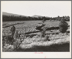 Gullies spreading in overgrazed pasture in the mountains in Bernalillo County, New Mexico. This bunch grass is also characteristic of overgrazed land in this section