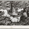 Melting snow in the mountains in Bernalillo County, New Mexico. This melting snow in spring feeds the mountain streams that furnish the valley farmers with water