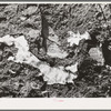 Melting snow in the mountains in Bernalillo County, New Mexico. This melting snow in spring feeds the mountain streams that furnish the valley farmers with water