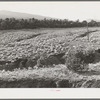 Gullies spreading in overgrazed pasture in the mountains of Bernalillo County, New Mexico