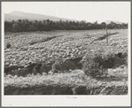 Gullies spreading in overgrazed pasture in the mountains of Bernalillo County, New Mexico