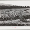 Gullies spreading in overgrazed pasture in the mountains of Bernalillo County, New Mexico