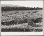 Gullies spreading in overgrazed pasture in the mountains of Bernalillo County, New Mexico