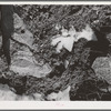 Melting snow in the mountains of Bernalillo County, New Mexico. This melting snow which feeds the rivers and streams in this section is an important source of water for the valley farmers and stockmen
