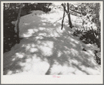 Shadows on the snow in the mountains in Bernalillo County, New Mexico. The unusual crescent shaped light in patches in the shadows were caused by the eclipse of the sun