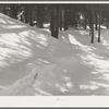 Snow in the mountains of Bernalillo County, New Mexico. The unusual crescent shape patches of light in the shadows were caused by the partial eclipse of the sun