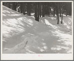 Snow in the mountains of Bernalillo County, New Mexico. The unusual crescent shape patches of light in the shadows were caused by the partial eclipse of the sun