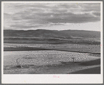 Valley of the Little Colorado River, a section which produces fine range through flood irrigation. Apache County near Springerville, Arizona
