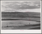 Valley of the Little Colorado River, a section which produces fine range through flood irrigation. Apache County near Springerville, Arizona