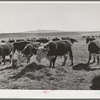 Hereford cattle eating hay grown by flood irrigation methods in the Little Colorado River Valley in Apache County near Springerville, Arizona