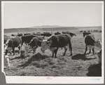 Hereford cattle eating hay grown by flood irrigation methods in the Little Colorado River Valley in Apache County near Springerville, Arizona