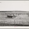 Rancher feeding hay which was raised through flood irrigation in the Little Colorado River Valley. Apache County near Springerville, Arizona